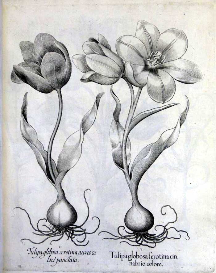 floras1